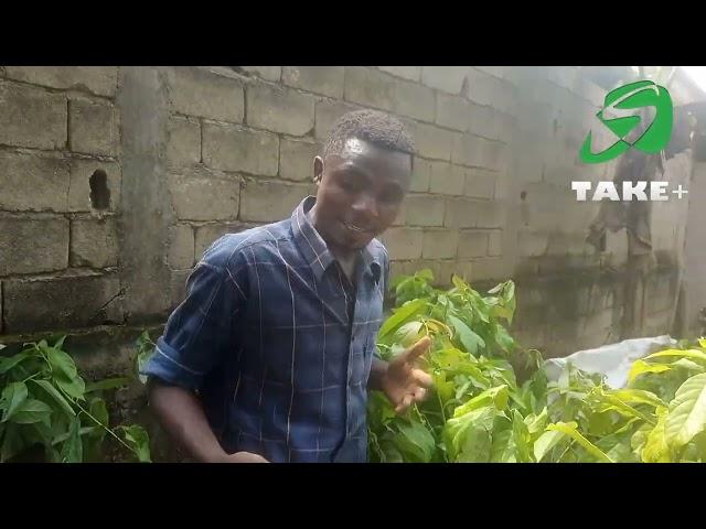 Aujourd'hui, nous étions du côté de PK 19 à Douala livré 600 plants d'avocatier. restez brancher...