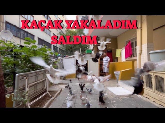 Kaçak Güvercin Yakaladım ( Kanadı Açık Saldım Gitti mi ? )