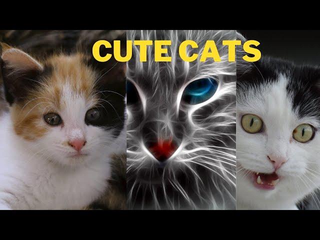 OMG, Cats Are So Cute | Very Beautiful Cats To Watch | HapFun Pets | #Shorts