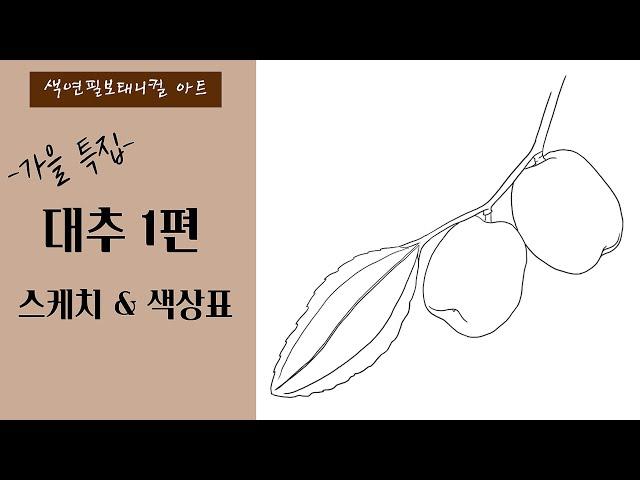 색연필기초/대추 1편/스케치&색상표/색연필 보태니컬아트 /가을이 가기 전 그림으로 남겨봐요~/colored pencils botanical art