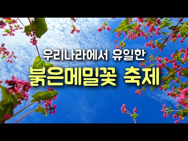 채널에 4분48초 버전도 새로 올렸습니다. (24년 10월) 가을여행, 붉은 메밀꽃밭은 어때요? (동강 붉은메밀꽃 축제) #영월여행 #메밀꽃축제 #강원도여행