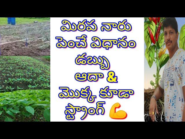 #మిరప #నారు నేల మీద పెంచే విధానం #mirchi #naru ఇలా పెంచండి #డబ్బులు save అవుతాయి #chilli #teja