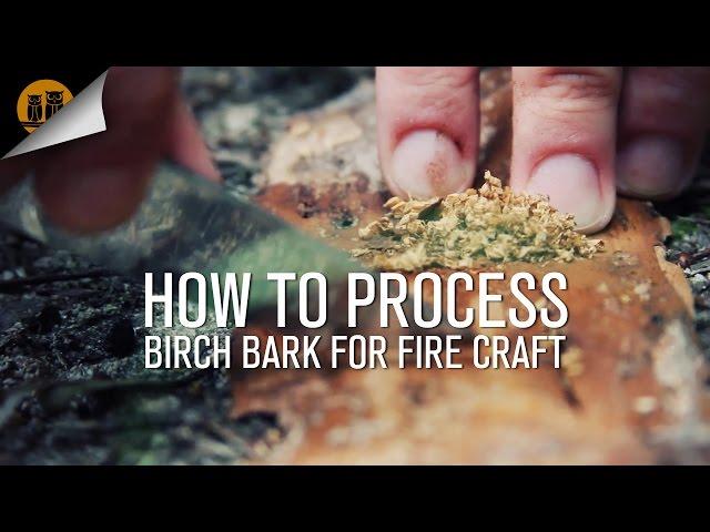 How To Process Birch Bark For Fire Craft