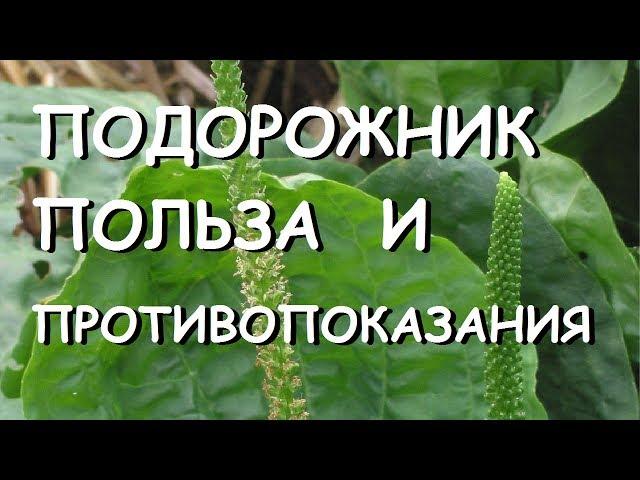 Подорожник. Лечебные свойства и противопоказания.