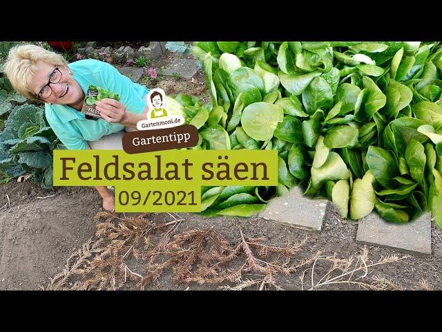 Feldsalat säen für die Ernte im Winter und Frühjahr