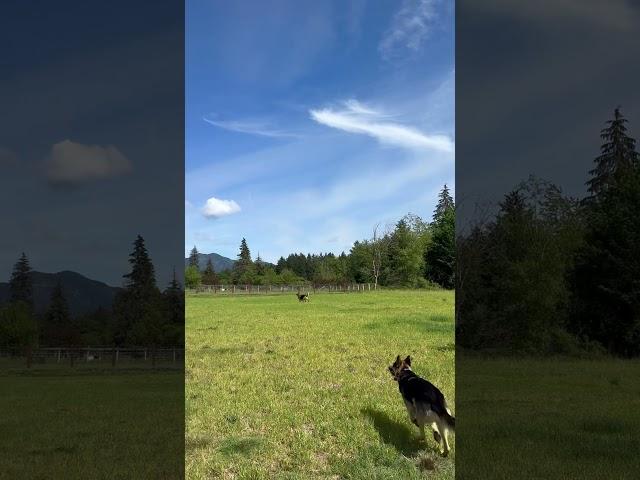 Mabel saw a bird. She ran. The boys had no clue why but clocked in for moral support  #gsd