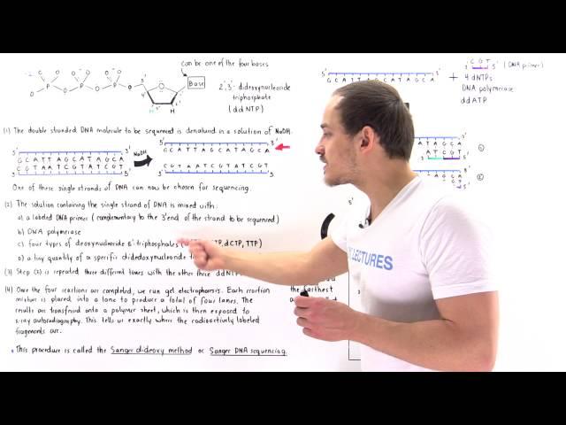 Sanger Sequencing of DNA