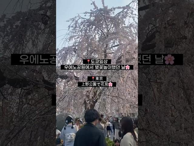 도쿄 우에노공원 벚꽃 아래에서 하루 #도쿄여행 #일본브이로그 #우에노공원  #도쿄브이로그 #UenoPark #TokyoTrip #JapanShorts #ShortsTravel