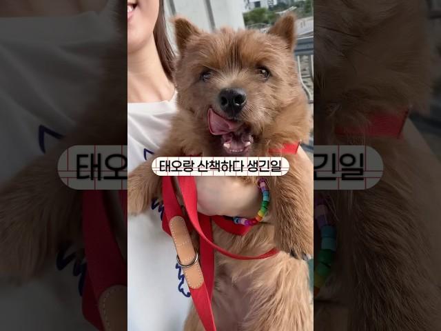 태오를 만나면 반갑게 인사해주세요️ #마태오 #반려견 #반려견일상 #강아지 #강아지브이로그 #doglife