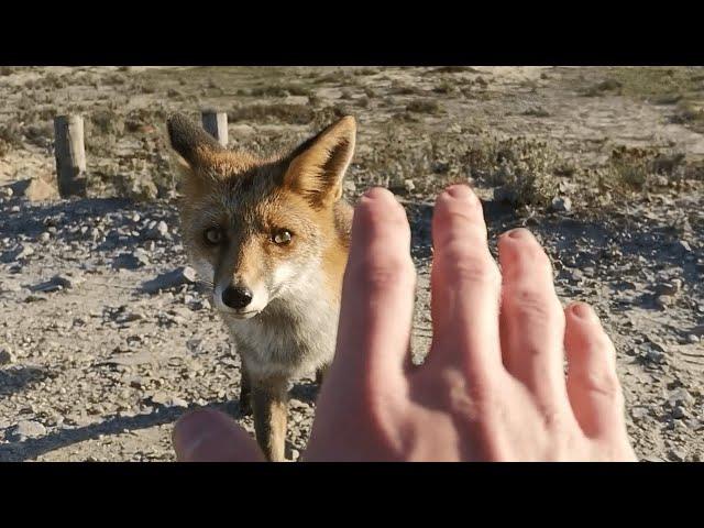 Wild Fox Encounter