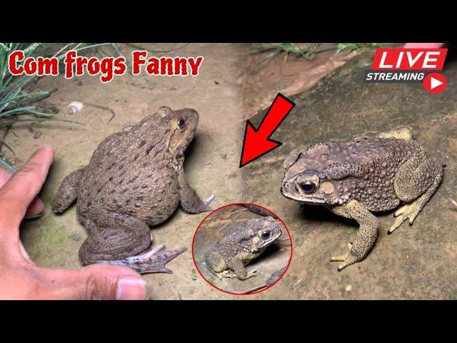 Catching froggy make you want laugh | boing boing funny froggy part 26