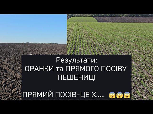 ПРЯМІ ПОСІВИ - ЦЕ ШЛЯ...., результати ОРАНКИ та ВСХОДІВ ПШЕНИЦІ