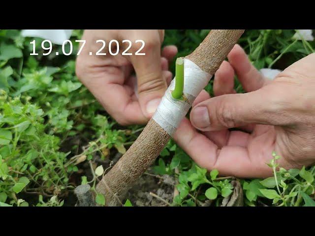 mulberry grafting // прививка шелковицы обзор за 2 года