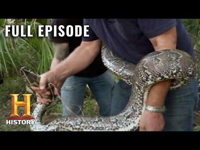 Catching Monster Snakes in Florida | Swamp People: Serpent Invasion (S1, E2) | Full Ep | History