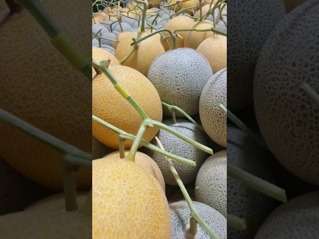 Serada kavun || Kavunun gelişim aşamaları #short #melon #agriculture #sera