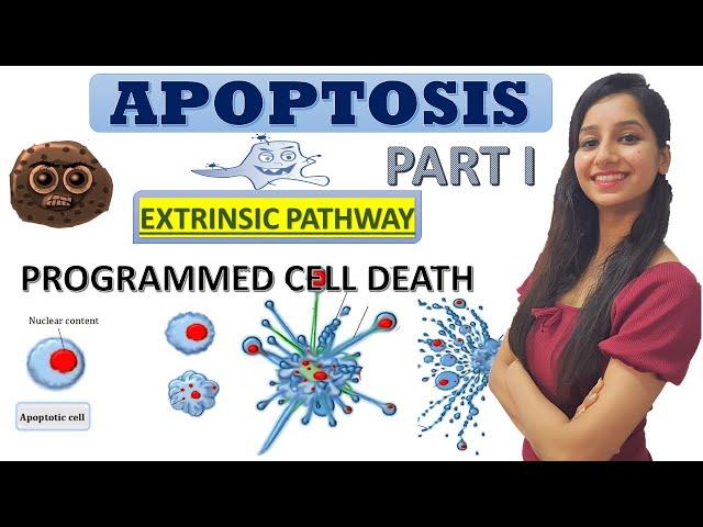 Apoptosis -Programmed Cell Death|Cell Death|Cancer Biology|Cell Biology|CSIRNET|GATE|IITJAM|DBT|ICMR