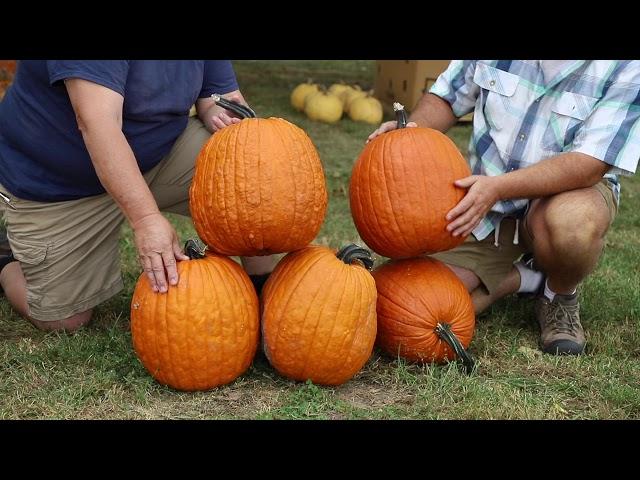 Pumpkin Jason F1 from Harris Seeds