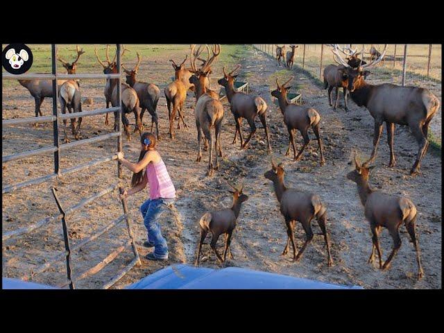 How American Farmers Raise 2 Million Elk - Elk Farms