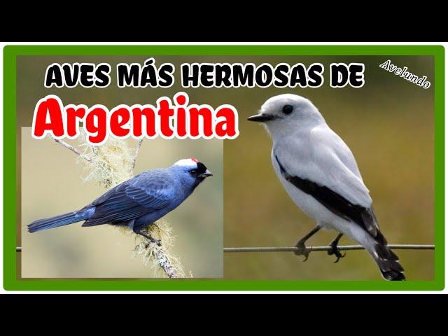 Aves más hermosas de Argentina