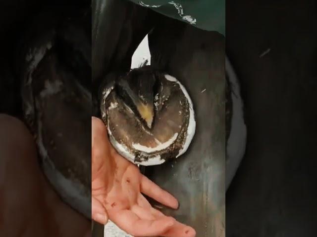 Cracked but clean and healthy horse hoof #shorts #asmr #satisfying