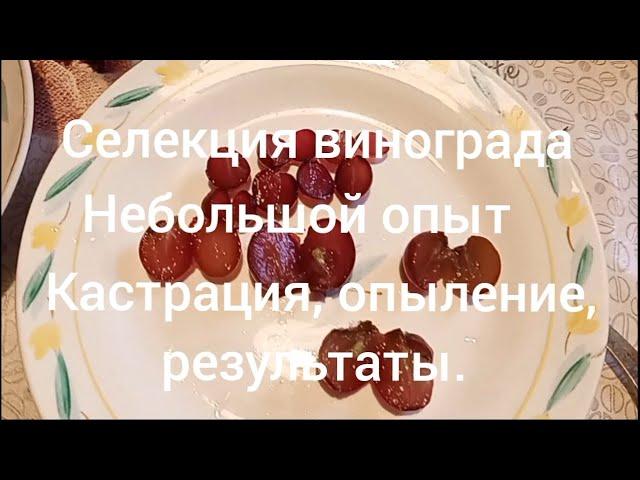 Селекция винограда.Кастрация опыление, результат. Развитие куста Пальмиры.