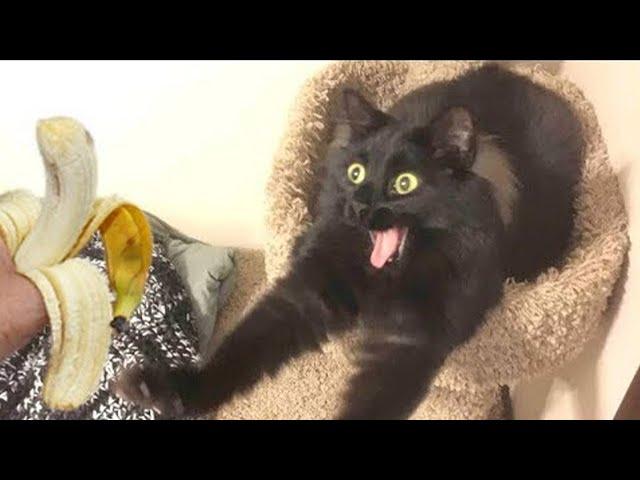 Black cats are the best cat that will make you laugh uncontrollably