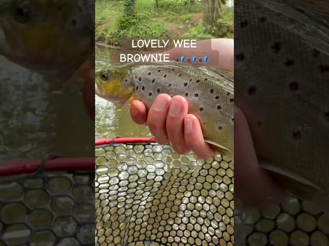 Beautiful brown trout from today  #fishing #riverfishing #troutfishing #trout