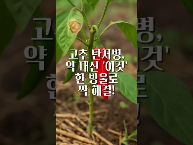 고추 탄저병? 우유 한 방울이면 초간단 예방 끝! #텃밭꿀팁 #고추키우기 #탄저병예방