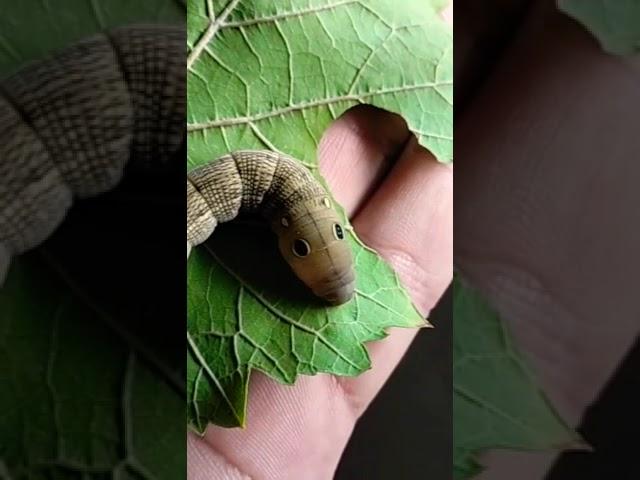 Hippotion celerio