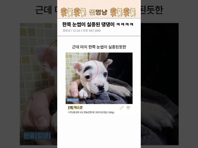한쪽 눈썹이 실종된 댕댕이 ㅋㅋㅋㅋ