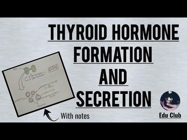 Formation and secretion of Thyroglobulin and Thyroid Hormones