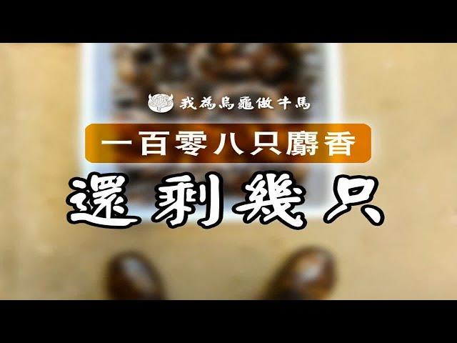 108只麝香龟养了500多天能活下来多少只？