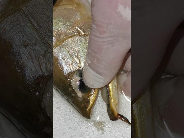 Arowana drop eye operation