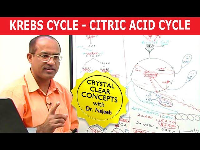 Krebs Cycle | Citric Acid Cycle | Cellular Respiration