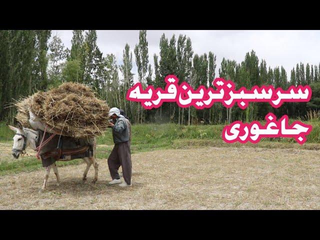 چهره تازه از قریه زیبای الیاتو ولسوالی جاغوری_زندگی روستایی_گندم_دهات