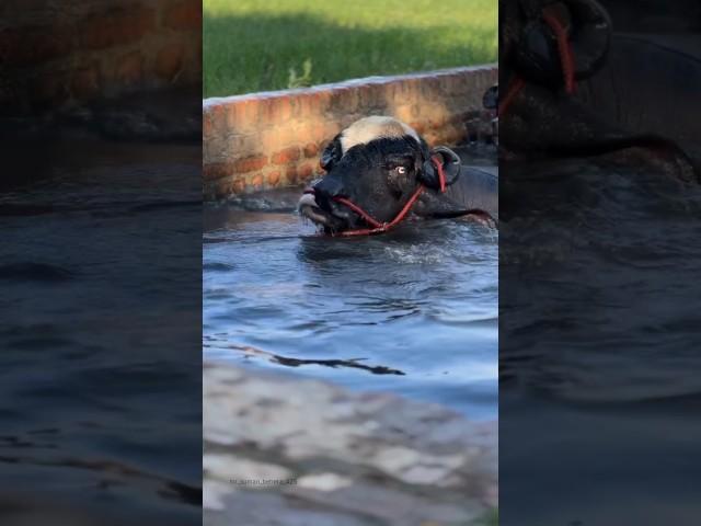 Buffalo in water #viral #puri #odisha #buffalo #indian