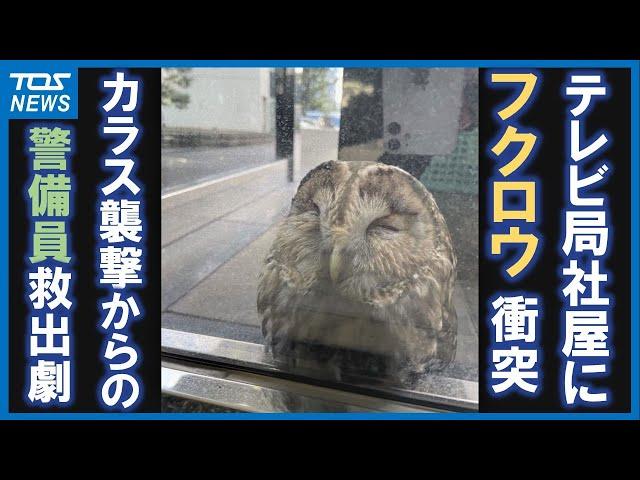 「テレビ局社屋にフクロウ衝突」カラス襲撃からの警備員救出劇　防犯カメラに一部始終　大分