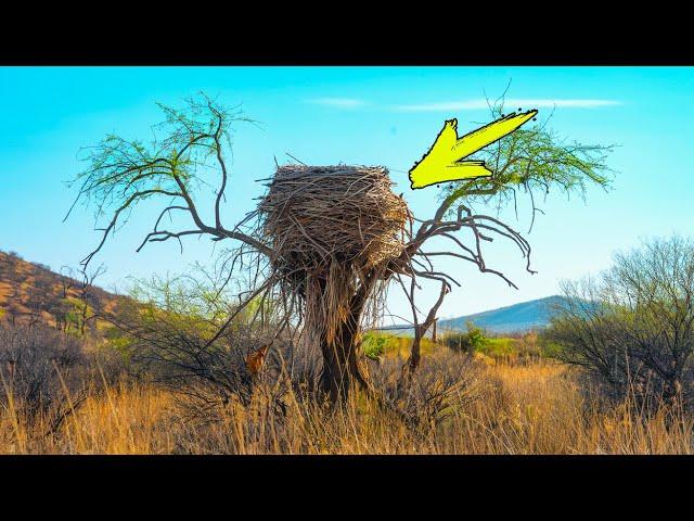 Tourists stumble upon a huge nest. And suddenly they hear from him: “Help!”...