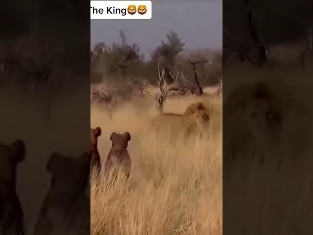 Lion vs Hyenas #shorts AnimalTube - World of animals