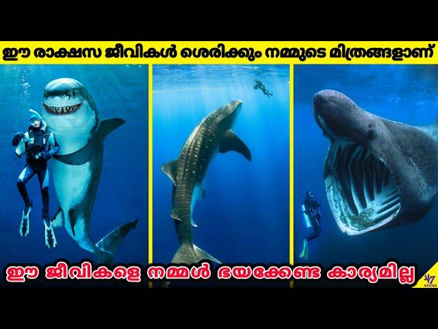 Terrifying Sea Animals That Are Actually Friendly | Ocean | Facts Malayalam | 47 ARENA