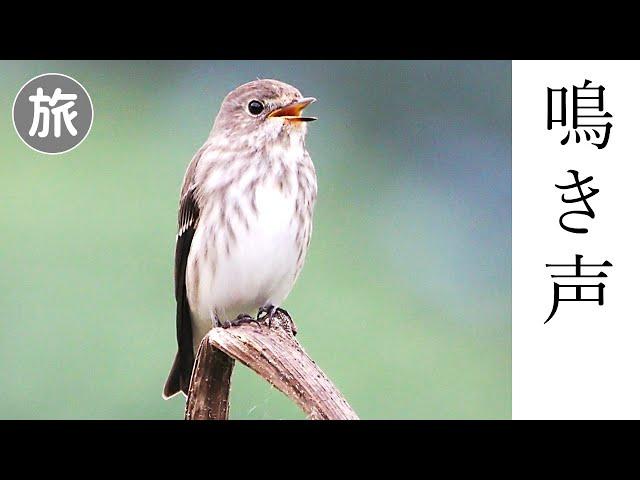 エゾビタキの鳴き声 (地鳴き)