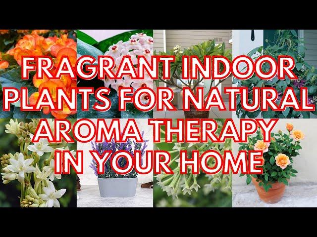 Indoor Plants that makes home smell amazing | Most fragrant aromatic house plants