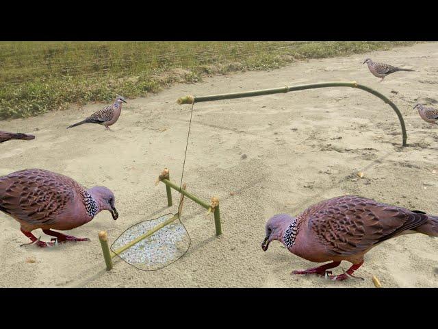 Bird Trap using Bamboo from village...