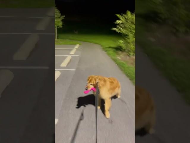 Wait till the end #goldenretriever #golden #dogshorts #dogowner #doglife #dog #dogs #doglife #fyp