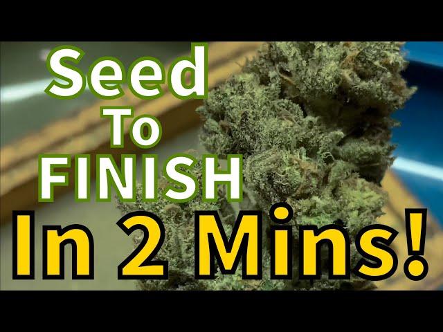 Growing Weed Seed To Finish 2 Min Beginners Guide