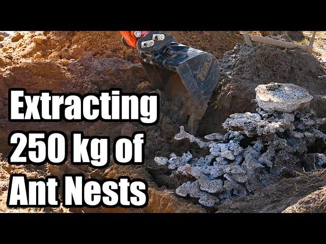 Extracting 250 kg of ant nest castings. Triple Casting Bull Ant Nest Casting - Days 3 - 5