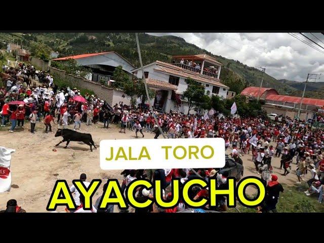 AYACUCHO  PERÚ  costumbres  jala toro