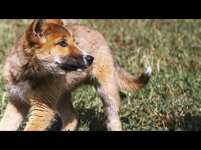 Geretteter Welpe sorgt für Überraschung in Australien