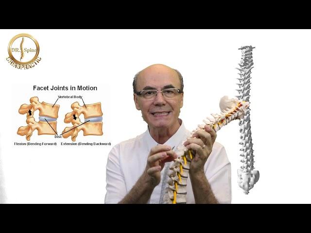 Spine Analysis by American Chiropractor