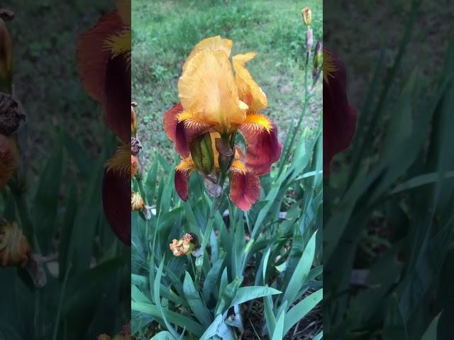СИНЬОРЫ МАРКИЗЫ ИРИСЫ 2 #flowers #irises #квіти #красиваямузыка #music #nature #гармония